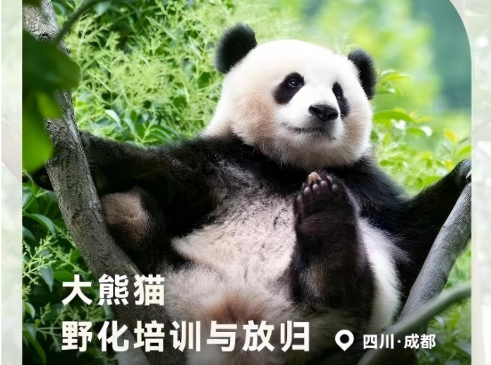 大熊猫野化培训与放归